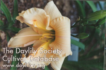 Daylily Tuscawilla Princess